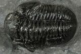 Detailed Gerastos Trilobite Fossil - Morocco #351280-5